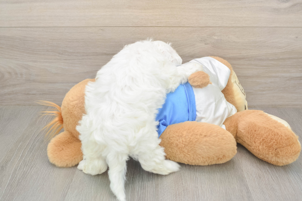 Maltipoo Puppy for Adoption