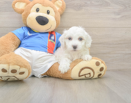9 week old Maltipoo Puppy For Sale - Florida Fur Babies
