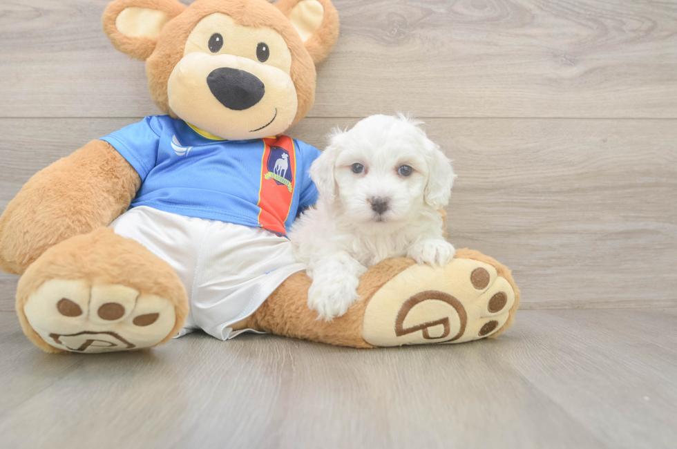 5 week old Maltipoo Puppy For Sale - Florida Fur Babies