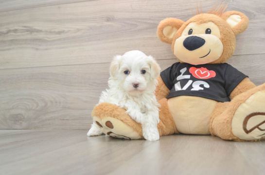 Maltipoo Pup Being Cute