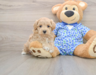 6 week old Maltipoo Puppy For Sale - Florida Fur Babies