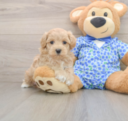 7 week old Maltipoo Puppy For Sale - Florida Fur Babies