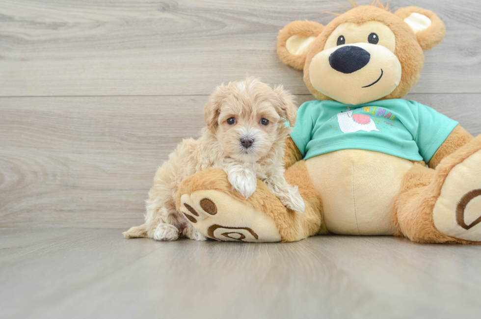 5 week old Maltipoo Puppy For Sale - Florida Fur Babies