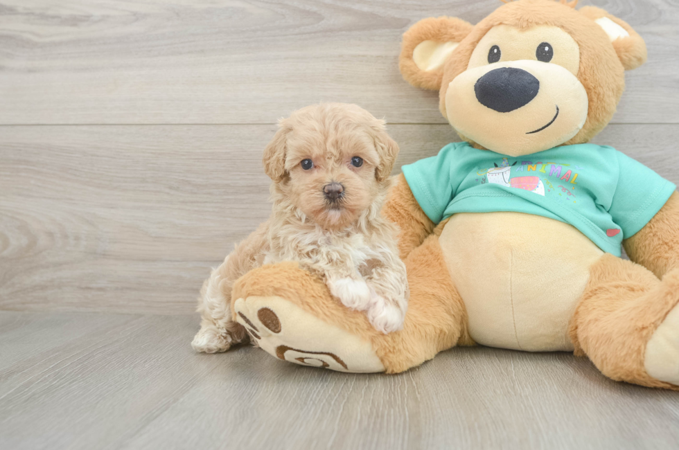 6 week old Maltipoo Puppy For Sale - Florida Fur Babies
