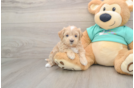 Happy Maltipoo Baby