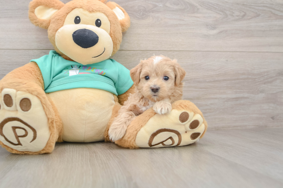 Maltipoo Puppy for Adoption