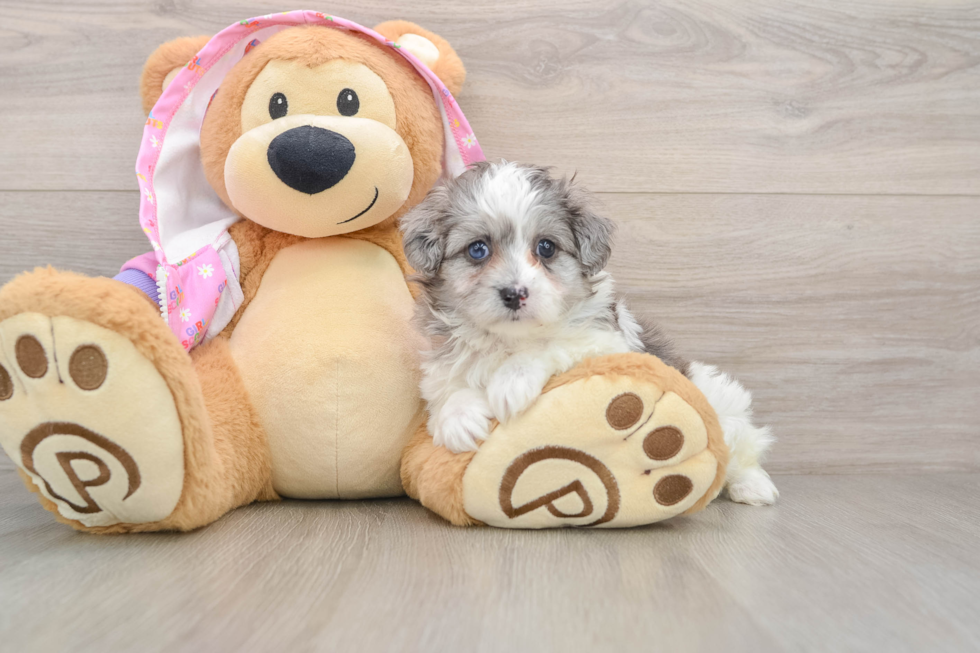 Best Maltipoo Baby