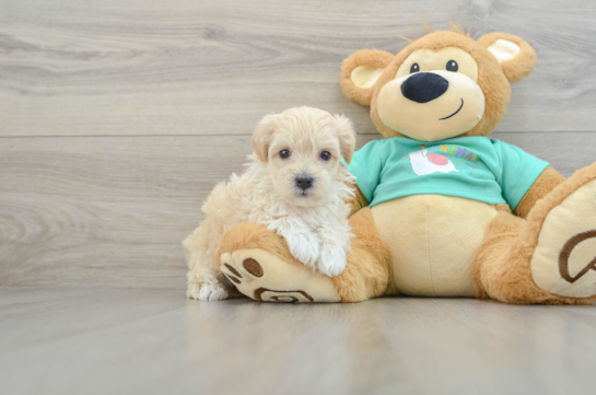 Petite Maltipoo Poodle Mix Pup