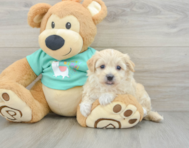 8 week old Maltipoo Puppy For Sale - Florida Fur Babies