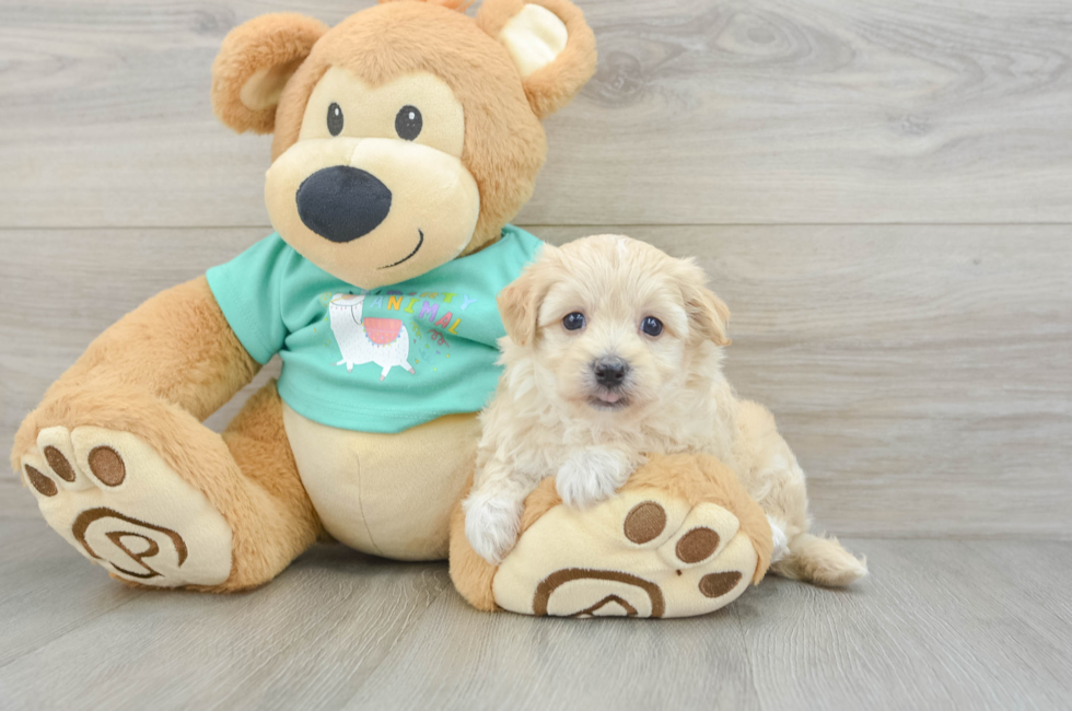 6 week old Maltipoo Puppy For Sale - Florida Fur Babies