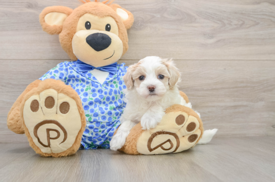 Maltipoo Puppy for Adoption