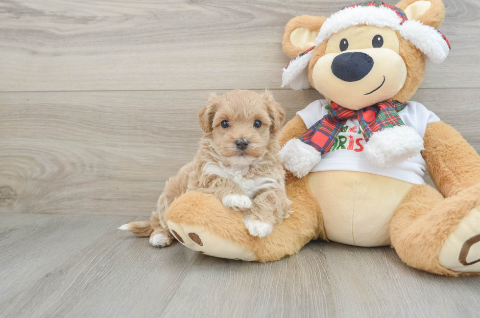 5 week old Maltipoo Puppy For Sale - Florida Fur Babies