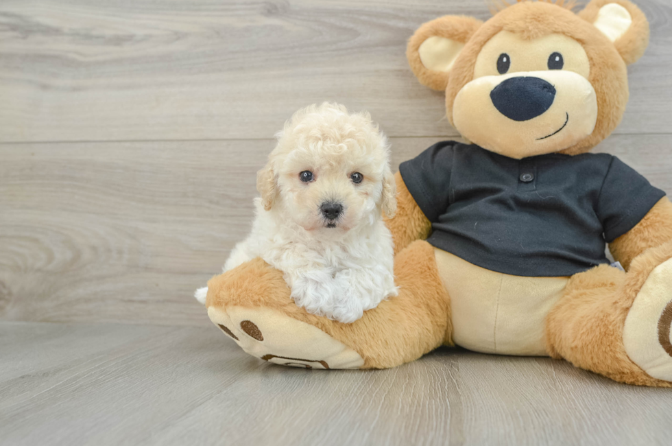 6 week old Maltipoo Puppy For Sale - Florida Fur Babies