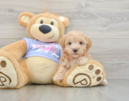 8 week old Maltipoo Puppy For Sale - Florida Fur Babies