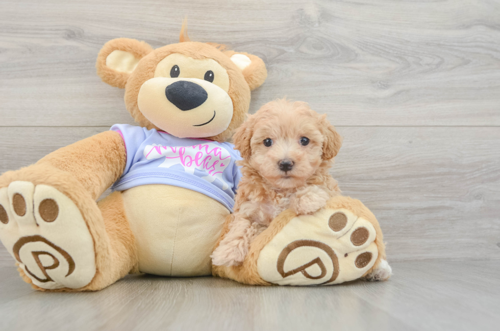5 week old Maltipoo Puppy For Sale - Florida Fur Babies