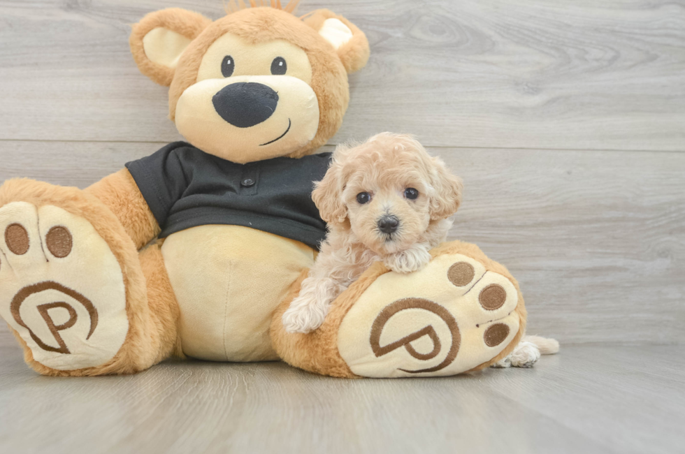 5 week old Maltipoo Puppy For Sale - Florida Fur Babies
