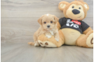 Adorable Malt Oodle Poodle Mix Puppy