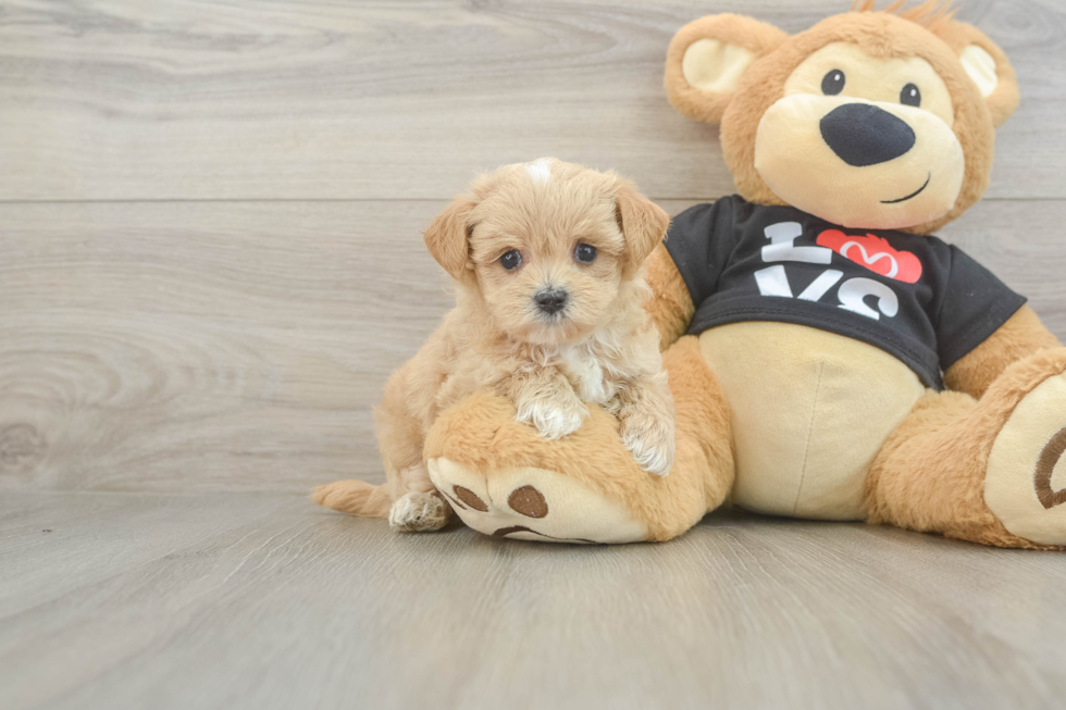 Adorable Malt Oodle Poodle Mix Puppy