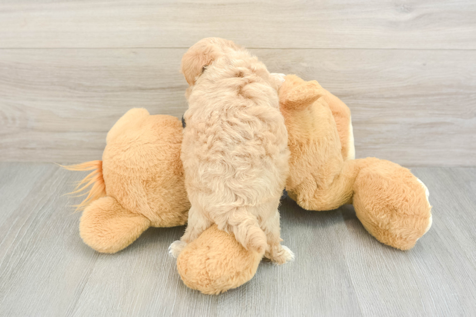 Little Malt Oodle Poodle Mix Puppy