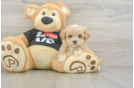 Maltipoo Pup Being Cute