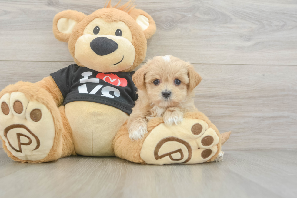 Maltipoo Pup Being Cute