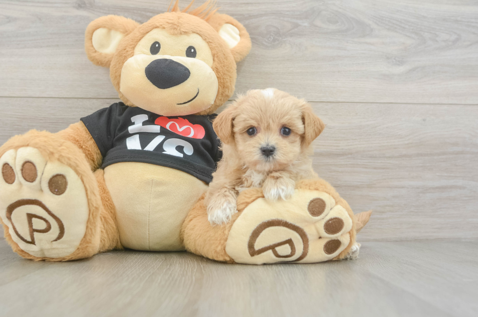 5 week old Maltipoo Puppy For Sale - Florida Fur Babies