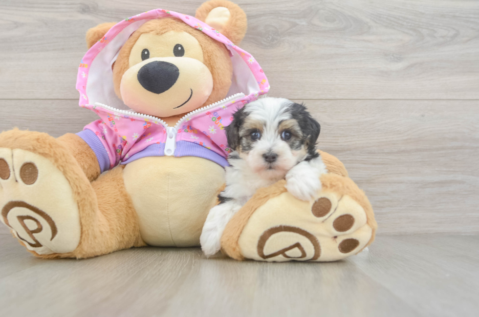 5 week old Maltipoo Puppy For Sale - Florida Fur Babies