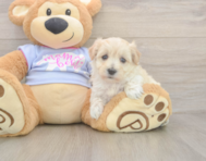 8 week old Maltipoo Puppy For Sale - Florida Fur Babies