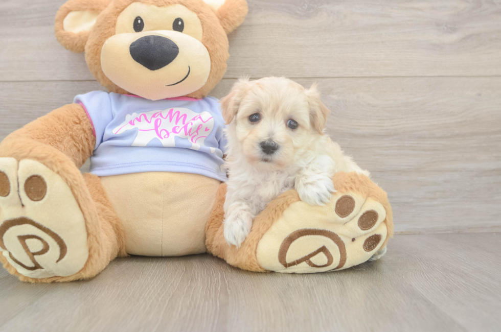 5 week old Maltipoo Puppy For Sale - Florida Fur Babies