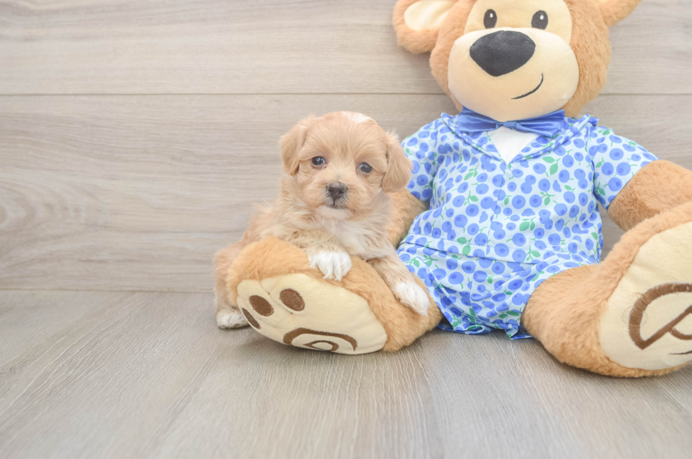 5 week old Maltipoo Puppy For Sale - Florida Fur Babies