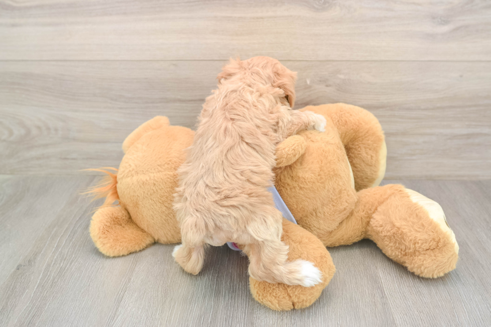 Petite Maltipoo Poodle Mix Pup