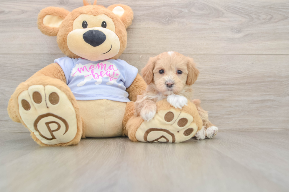 Maltipoo Pup Being Cute