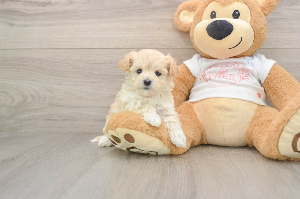 Happy Maltipoo Baby