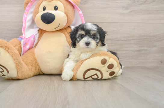 Best Maltipoo Baby