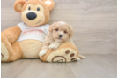 Maltipoo Puppy for Adoption