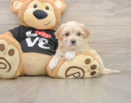 8 week old Maltipoo Puppy For Sale - Florida Fur Babies