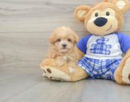 8 week old Maltipoo Puppy For Sale - Florida Fur Babies