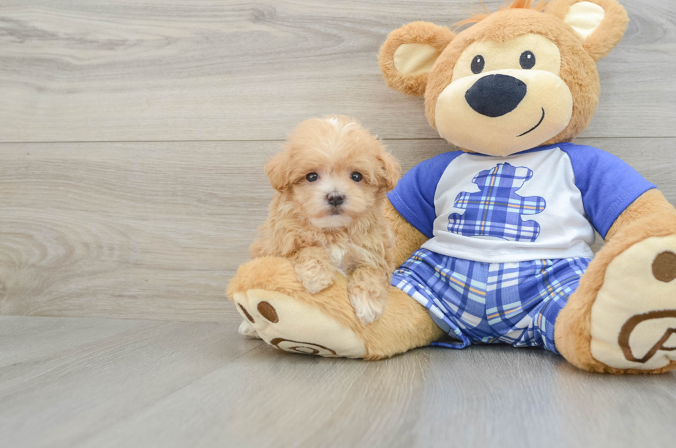 8 week old Maltipoo Puppy For Sale - Florida Fur Babies