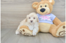 Maltipoo Puppy for Adoption