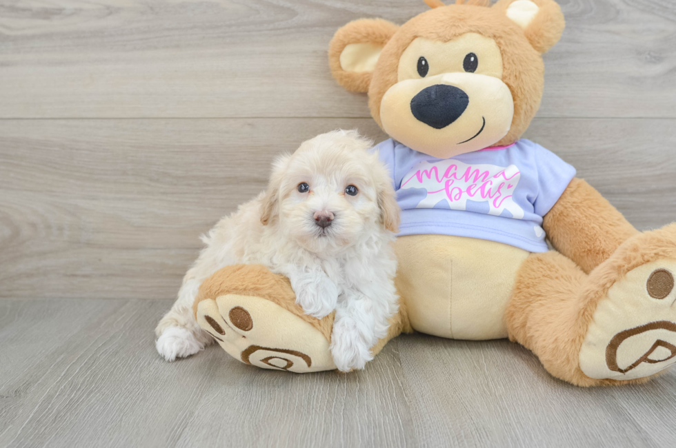 5 week old Maltipoo Puppy For Sale - Florida Fur Babies