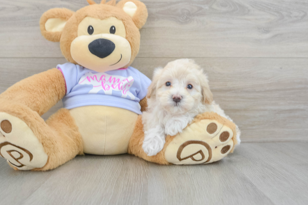 Small Maltipoo Baby