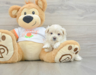 9 week old Maltipoo Puppy For Sale - Florida Fur Babies