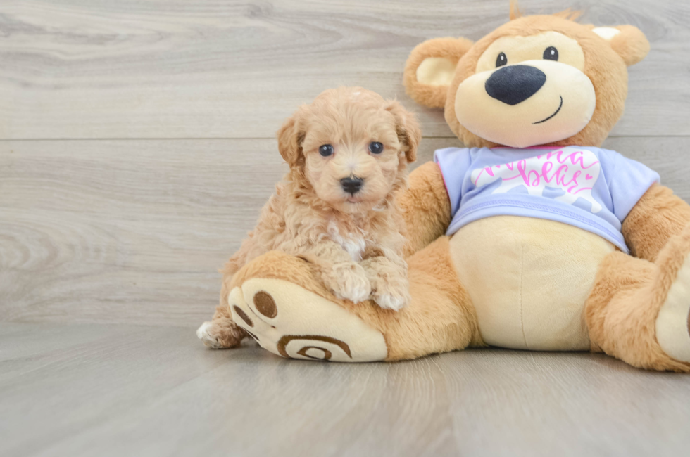 5 week old Maltipoo Puppy For Sale - Florida Fur Babies