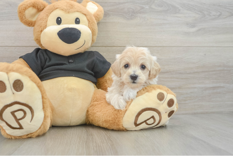 Funny Maltipoo Poodle Mix Pup