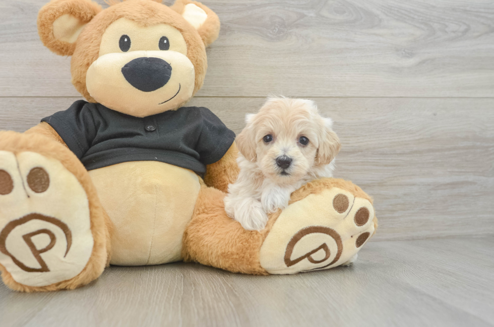 5 week old Maltipoo Puppy For Sale - Florida Fur Babies