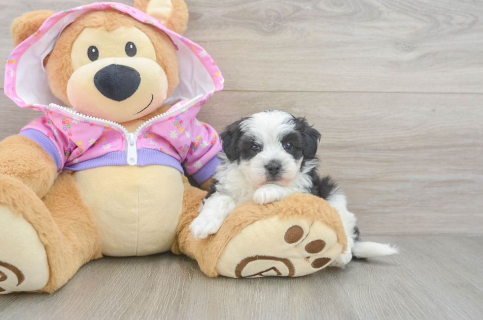 5 week old Maltipoo Puppy For Sale - Florida Fur Babies