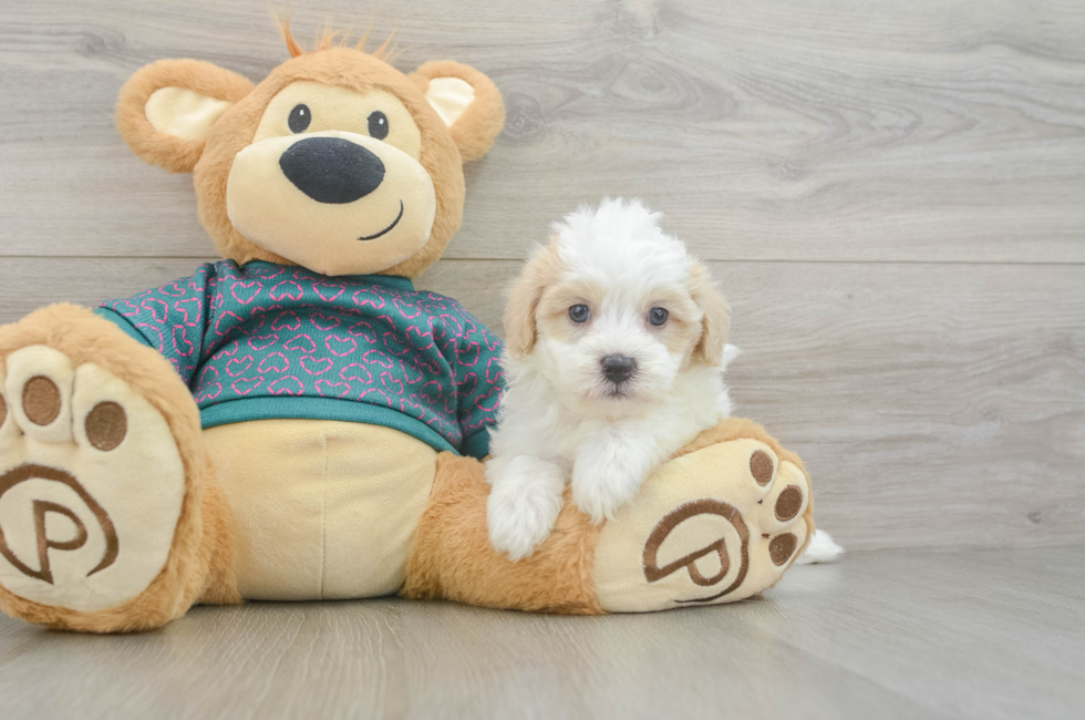 5 week old Maltipoo Puppy For Sale - Florida Fur Babies