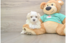 Playful Maltidoodle Poodle Mix Puppy