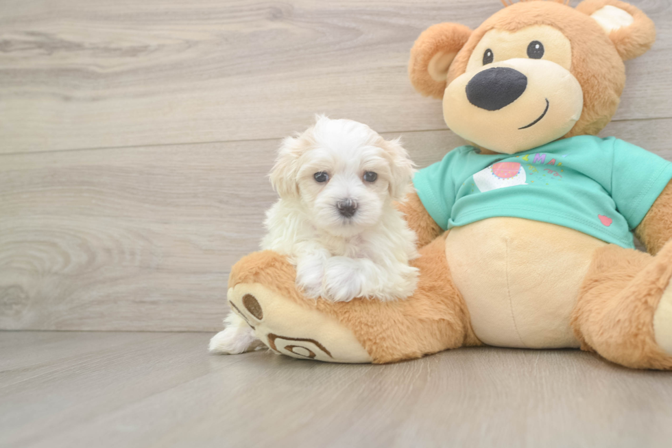 Playful Maltidoodle Poodle Mix Puppy