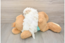 Best Maltipoo Baby